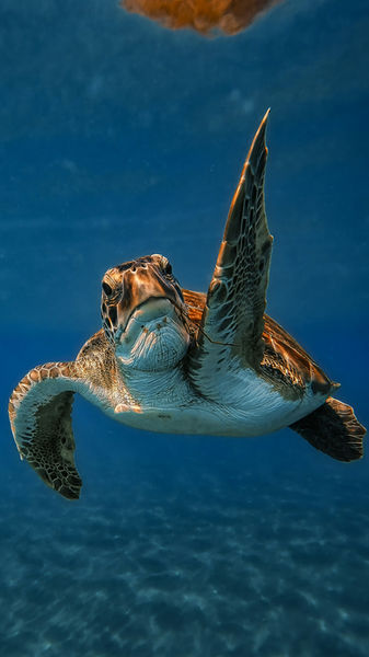 Ocean Conservation Resources