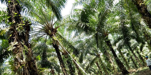 RIFAN FINANCINDO BANDUNG - Bahas Diskriminasi Sawit dengan Eropa, Indonesia Pakai Pengacara Belgia