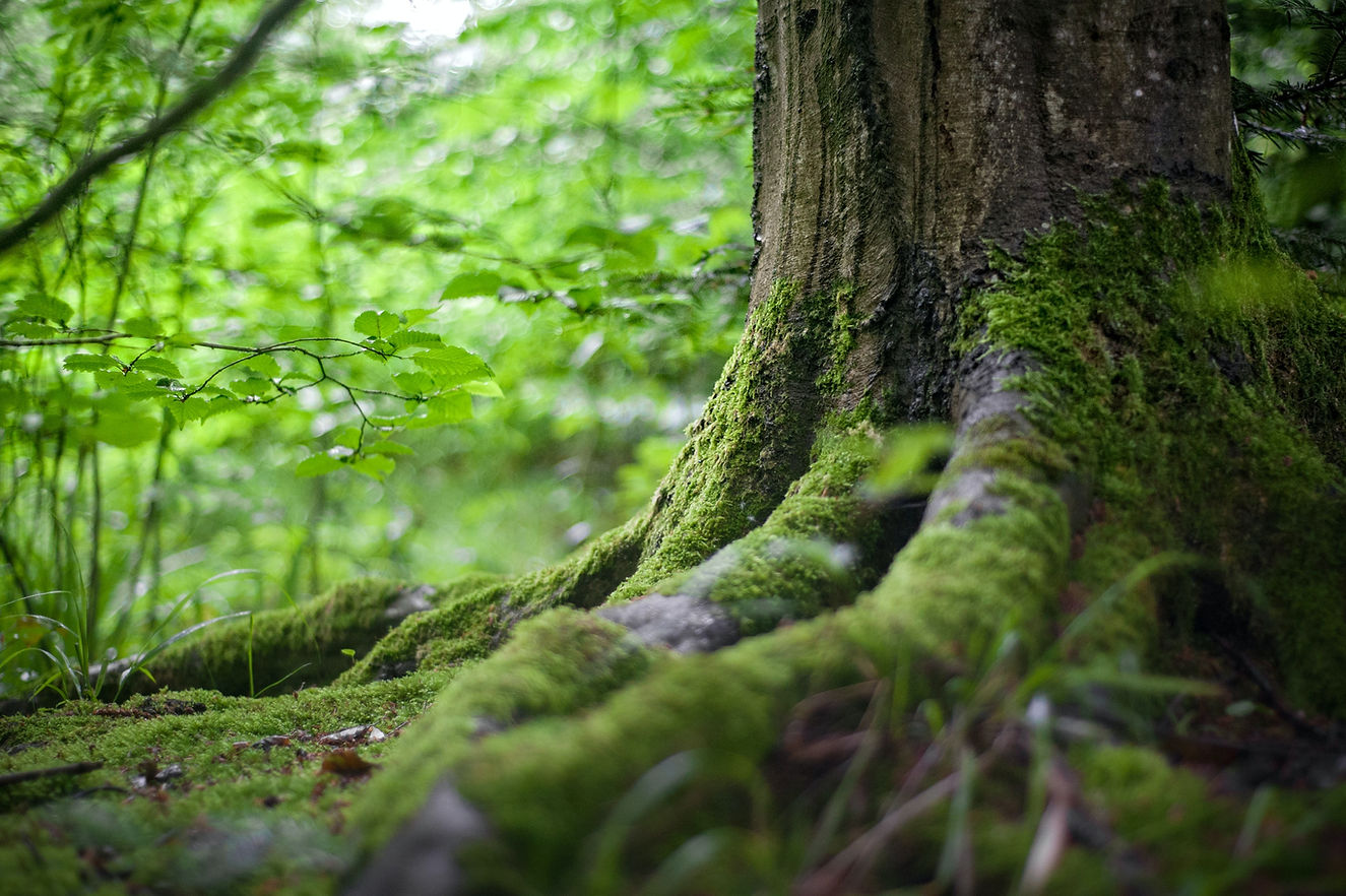 environment-forest-grass-leaves-142497.j