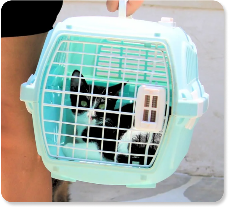 take your cat home.png