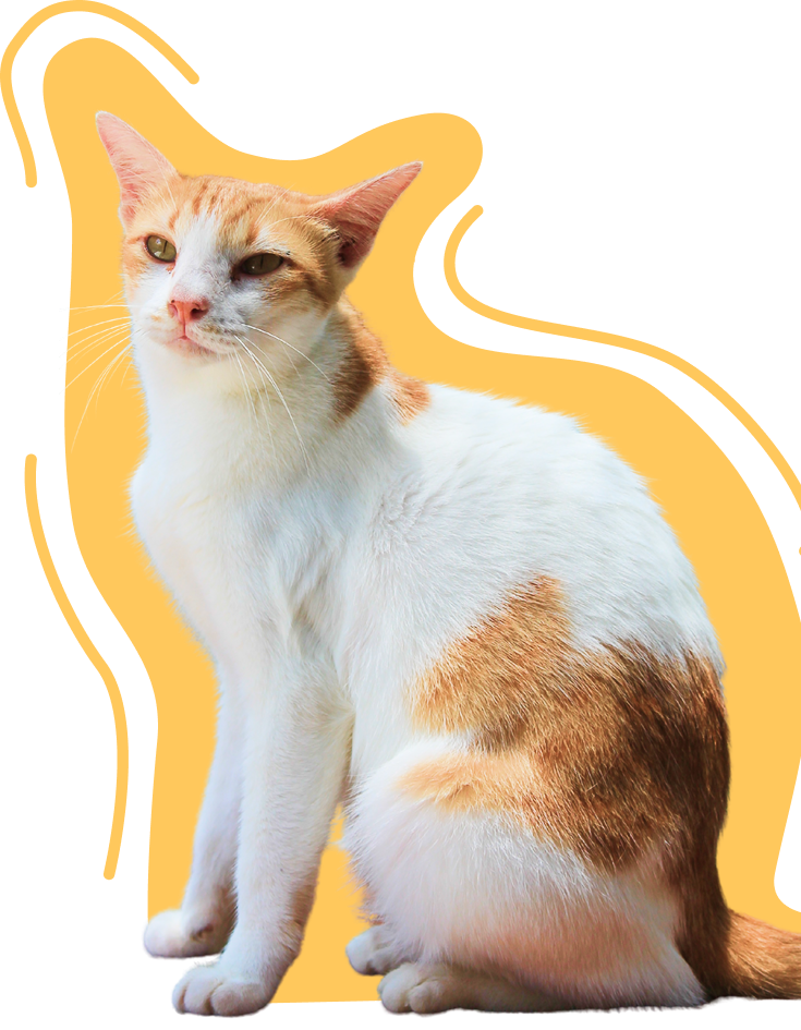 Adoptions Lutel.png