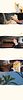 Cat Adoption Blank.png