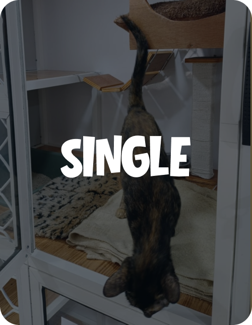 Single Card 1.png