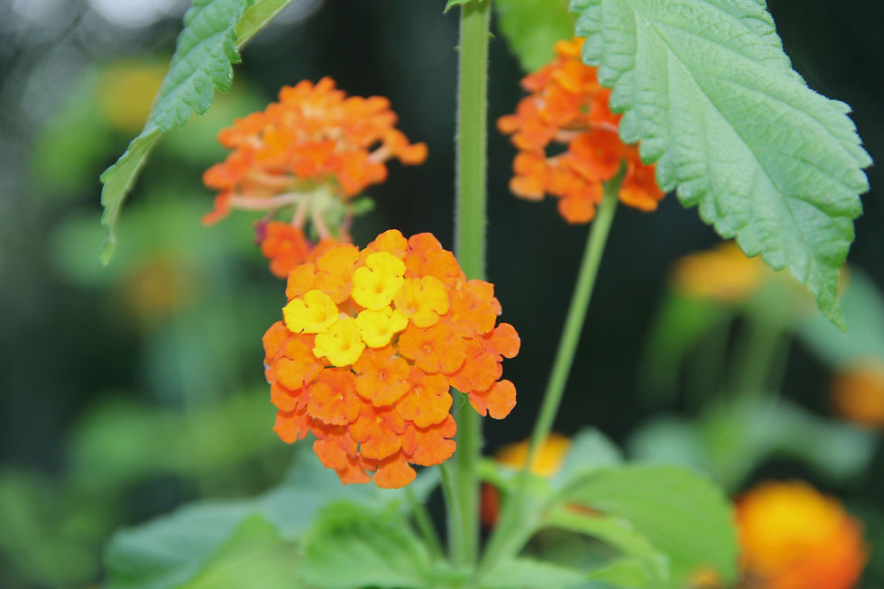 Veränderung LeidFrei Christoph Müller