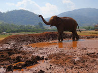 Elephants in Chang Mai, Thailand