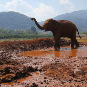 Elephants in Chang Mai, Thailand