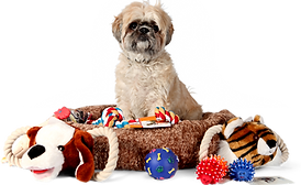 Shih Tzu with Toys