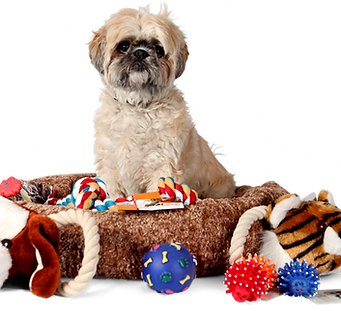Dog boarding resort