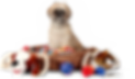 Shih Tzu with Toys