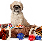 Shih Tzu mit Spielzeug