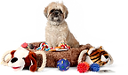 千葉、船橋、犬、愛犬、ドッグ、ワンコ、dog、hund、世界水準、世界基準、動物福祉先進国、動物先進国、ドイツ、スウェーデン、アメリカ、Germany、Sweden、America、セミナー、ウェビナー、トレーニング、ドッグトレーナー、ドッグインストラクター、trainer、instractor、ショップ、お��店、商品、製品、預かり、ドッグホテル、ドッグペンション、シッター、生活代行、代行、ビジネス、ディーズ、ディーズラーニング、ディーズトレーニング、フンドワークス、ディーズペンション、ディーズライフケア
