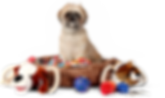 Dog in bed