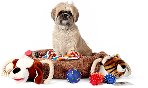Shih Tzu with Toys