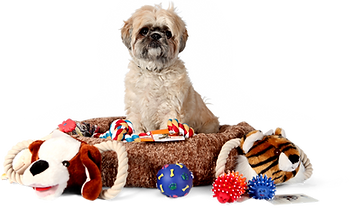 Shih Tzu con los juguetes