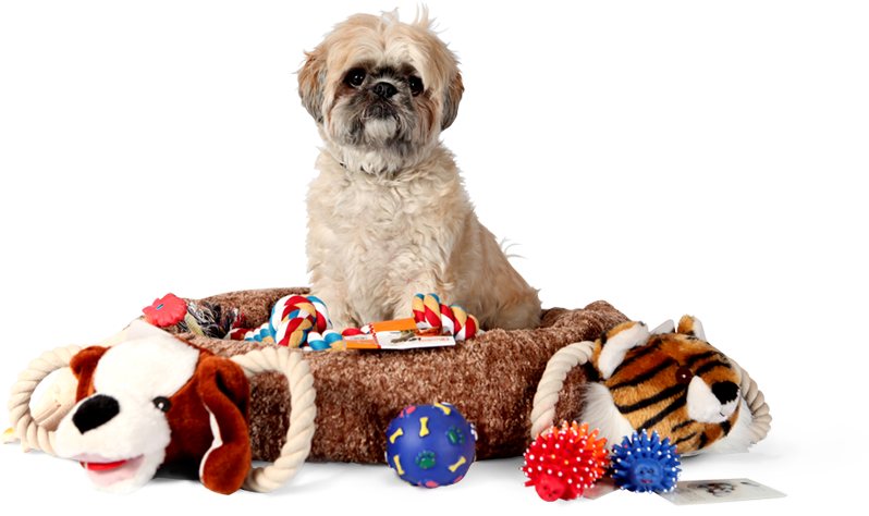 Dog with Toys