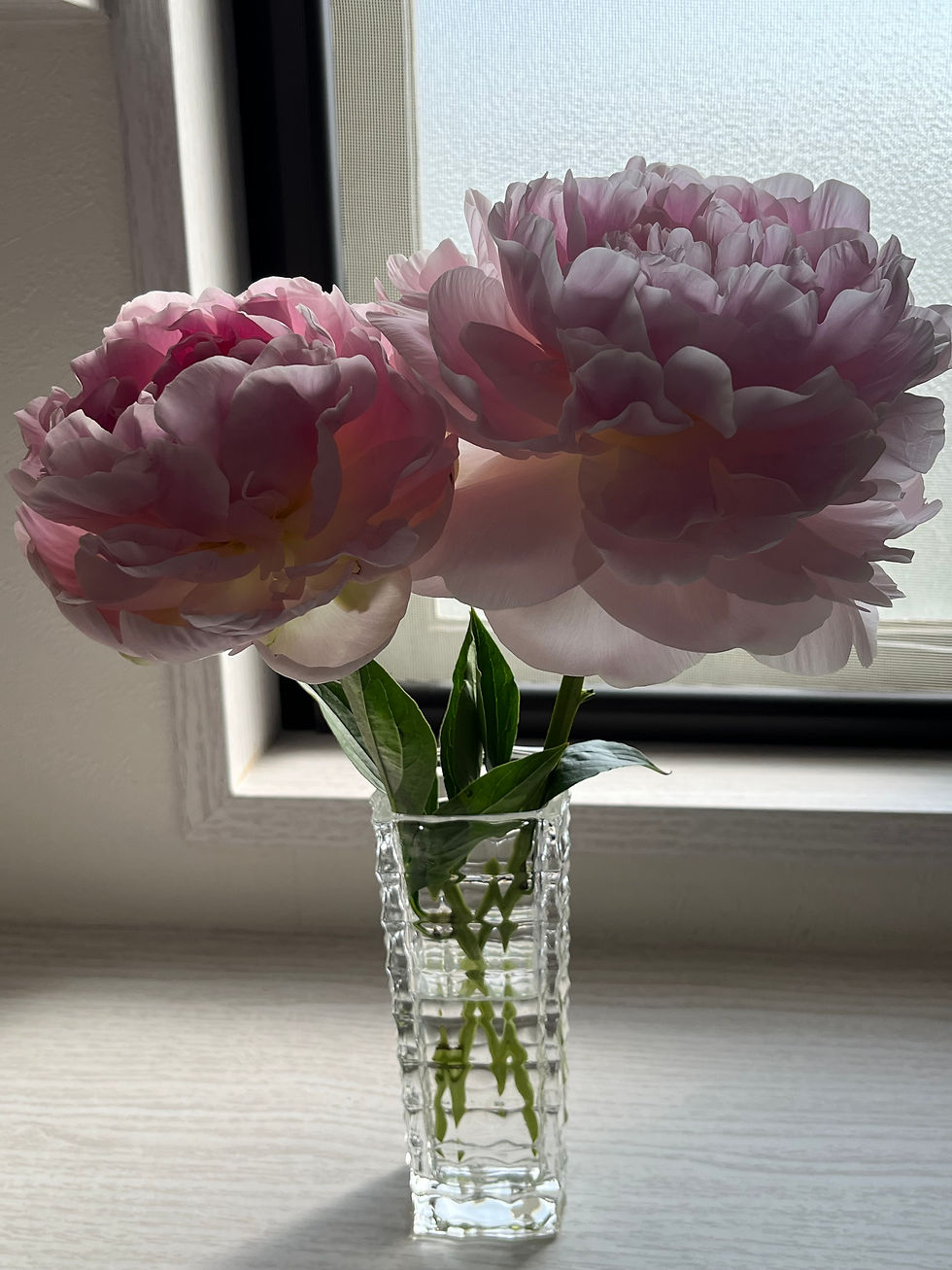 臨時休業のお知らせ