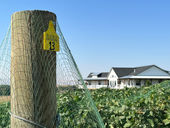 Wagon Wrench Vineyard