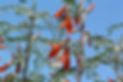 duck flower.jpg