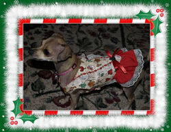 Christmas Collection