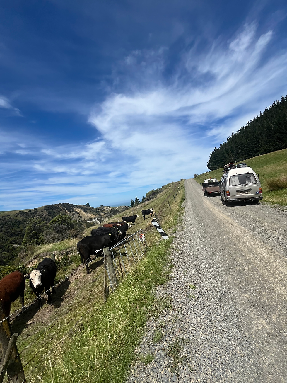 Tow Truck & Cows