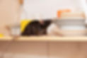 ADAMS-PEST-CONTROL-Rat-Crawls-In-The-Kitchen-On-D-402917468.jpg