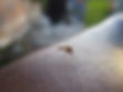 mosquito-gd962620b6_1920.jpg