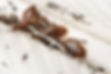 ADAMS-PEST-CONTROL-Bedbugs-Colony-On-The-Matress--462925373.jpg