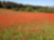 coquelicots_fenestrelles.jpg