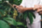 cropped-male-colleagues-discussing-natural-seedlin-2025-04-01-14-09-55-utc.jpg