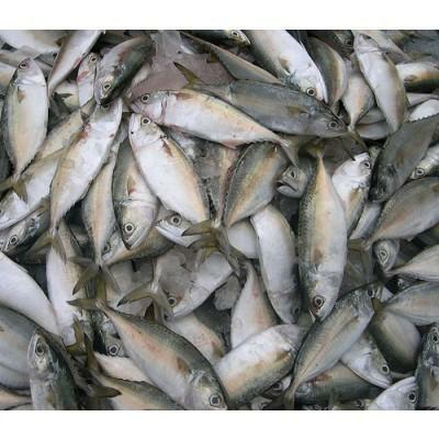indian mackerel/Bangda