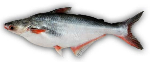 indian pangas/Basa fish