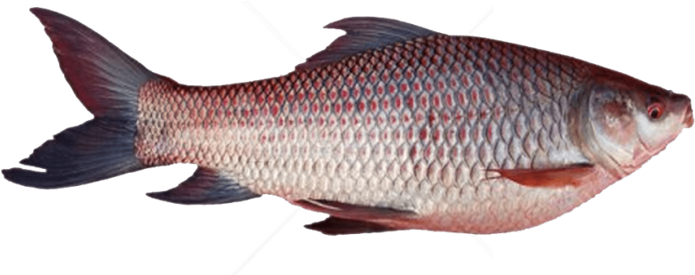 Rohu/Rui Fish