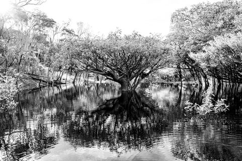 Reflexo simétrico de uma árvore amazônica sobre águas calmas em igarapé do Marajó.