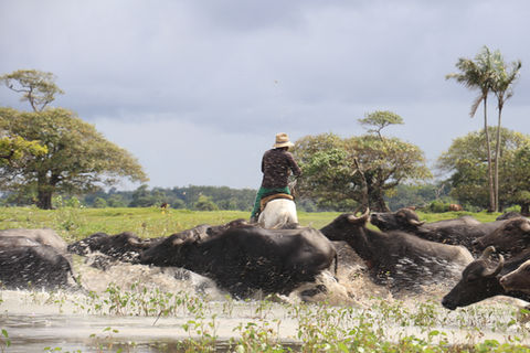 Vaqueiro montado em búfalo branco conduz manada de búfalos em campo alagado na Ilha do Marajó, com árvores e vegetação ao fundo.