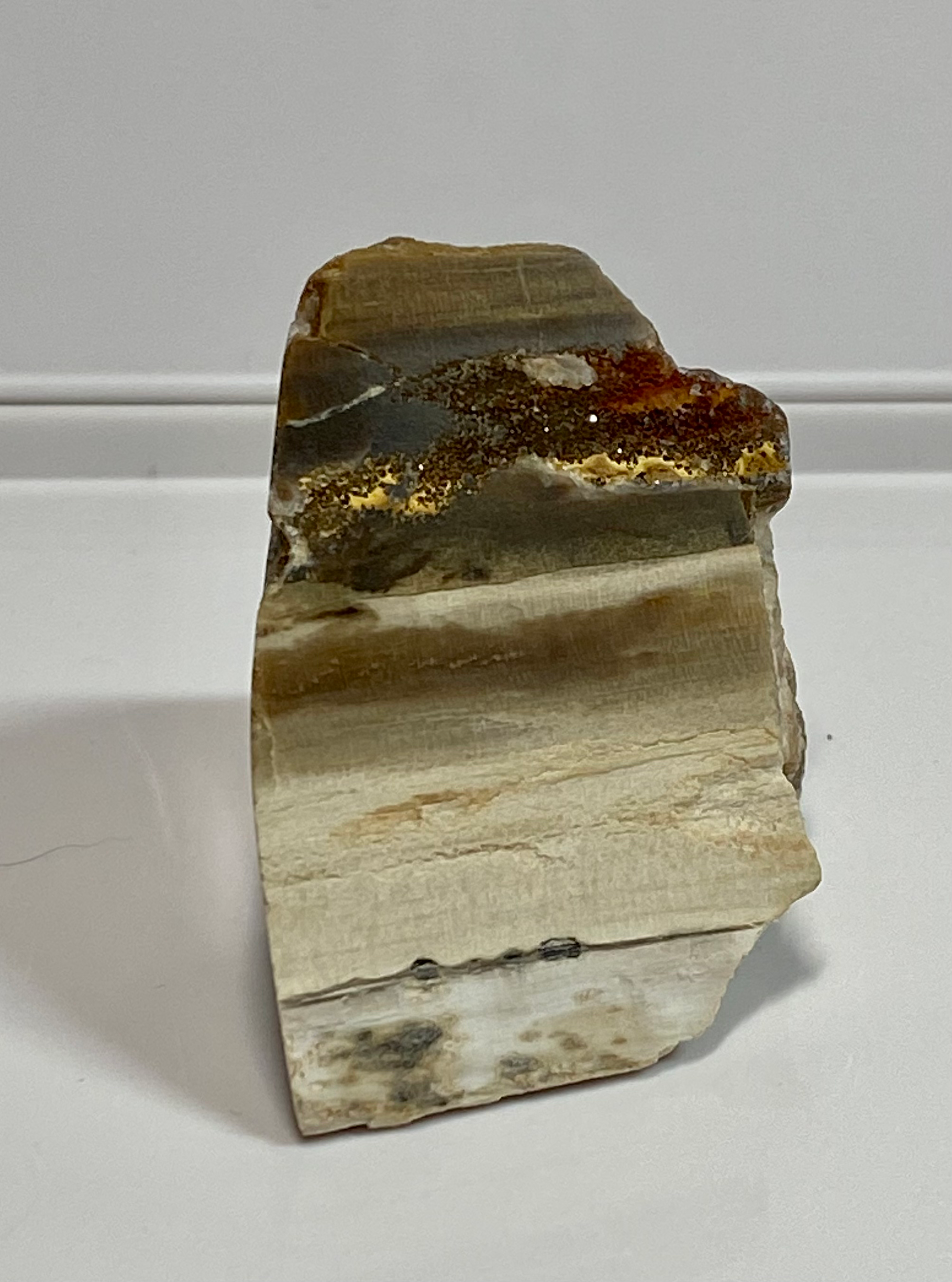Petrified wood