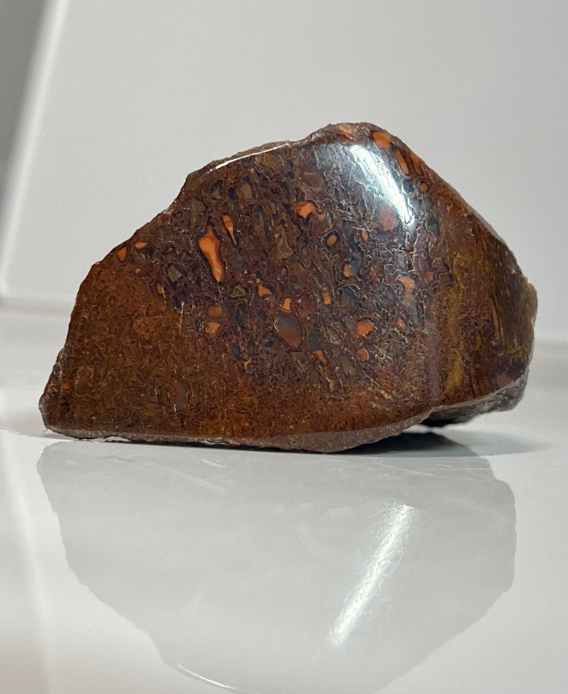 Dino bone