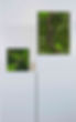 Moosbilder_v2_rechts.jpg