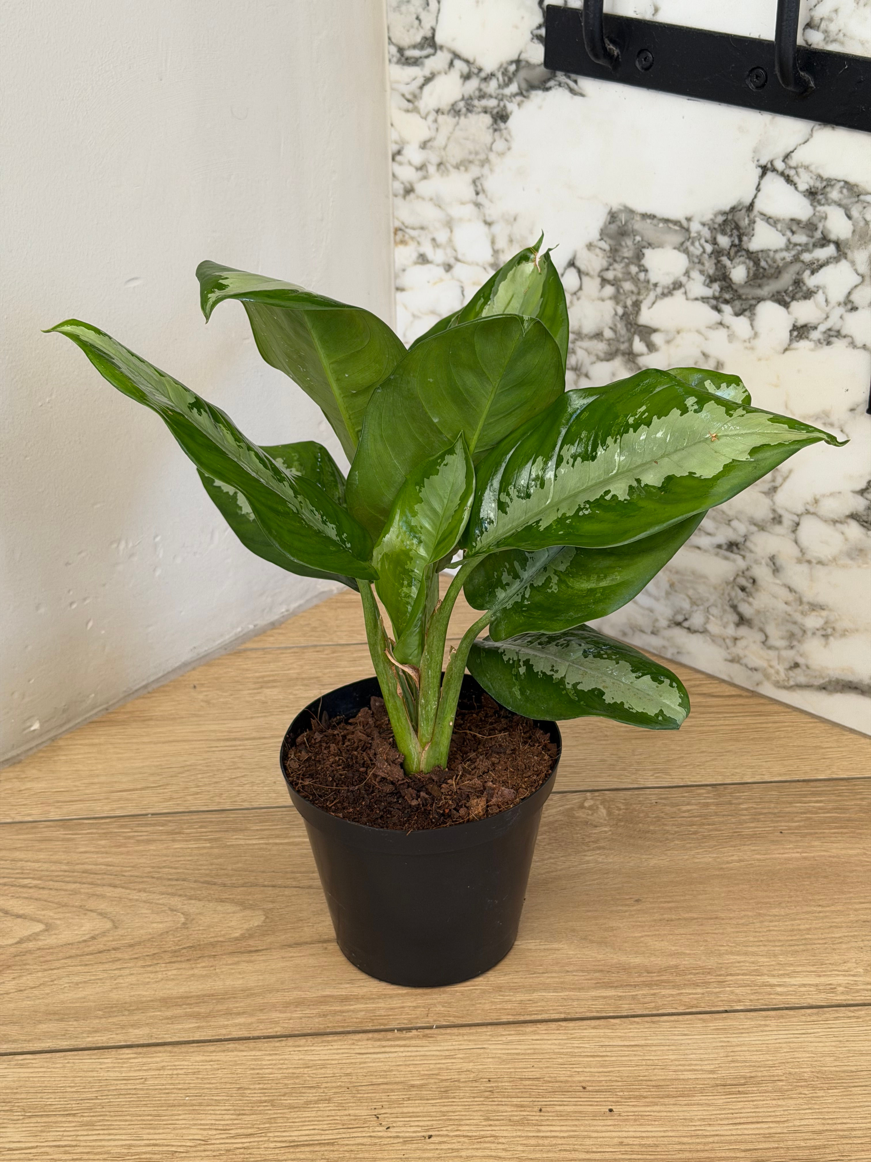 Chinese Evergreen (Aglaonema or Silver Queen)