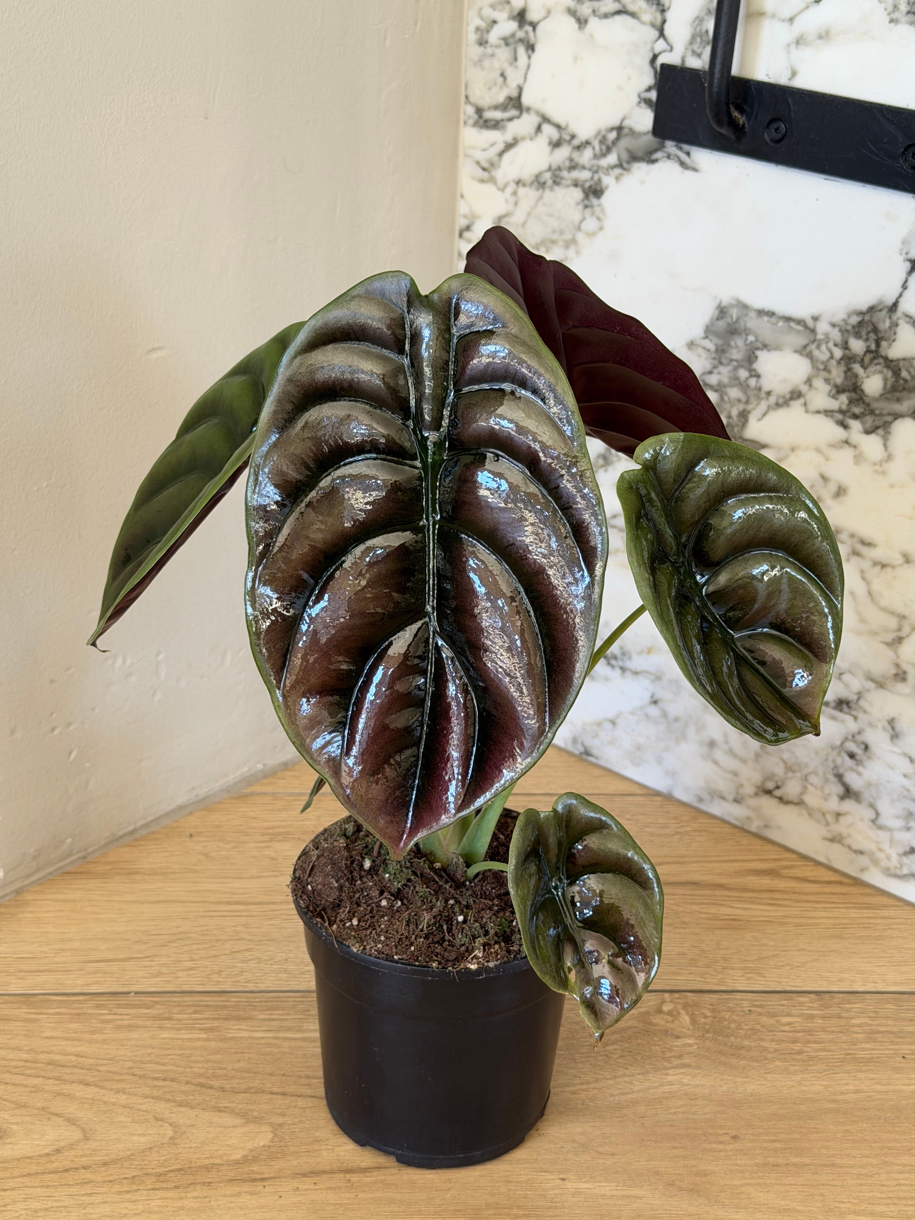 Alocasia Red Secret