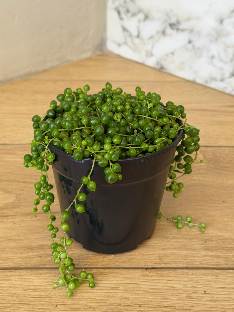 String of Pearls