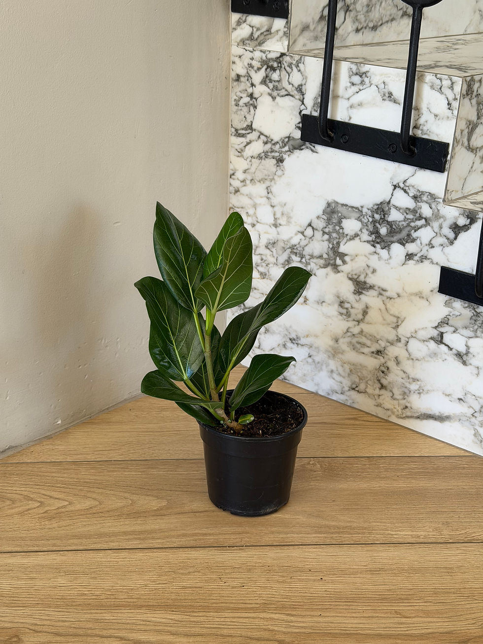Thumbnail: Ficus Audrey