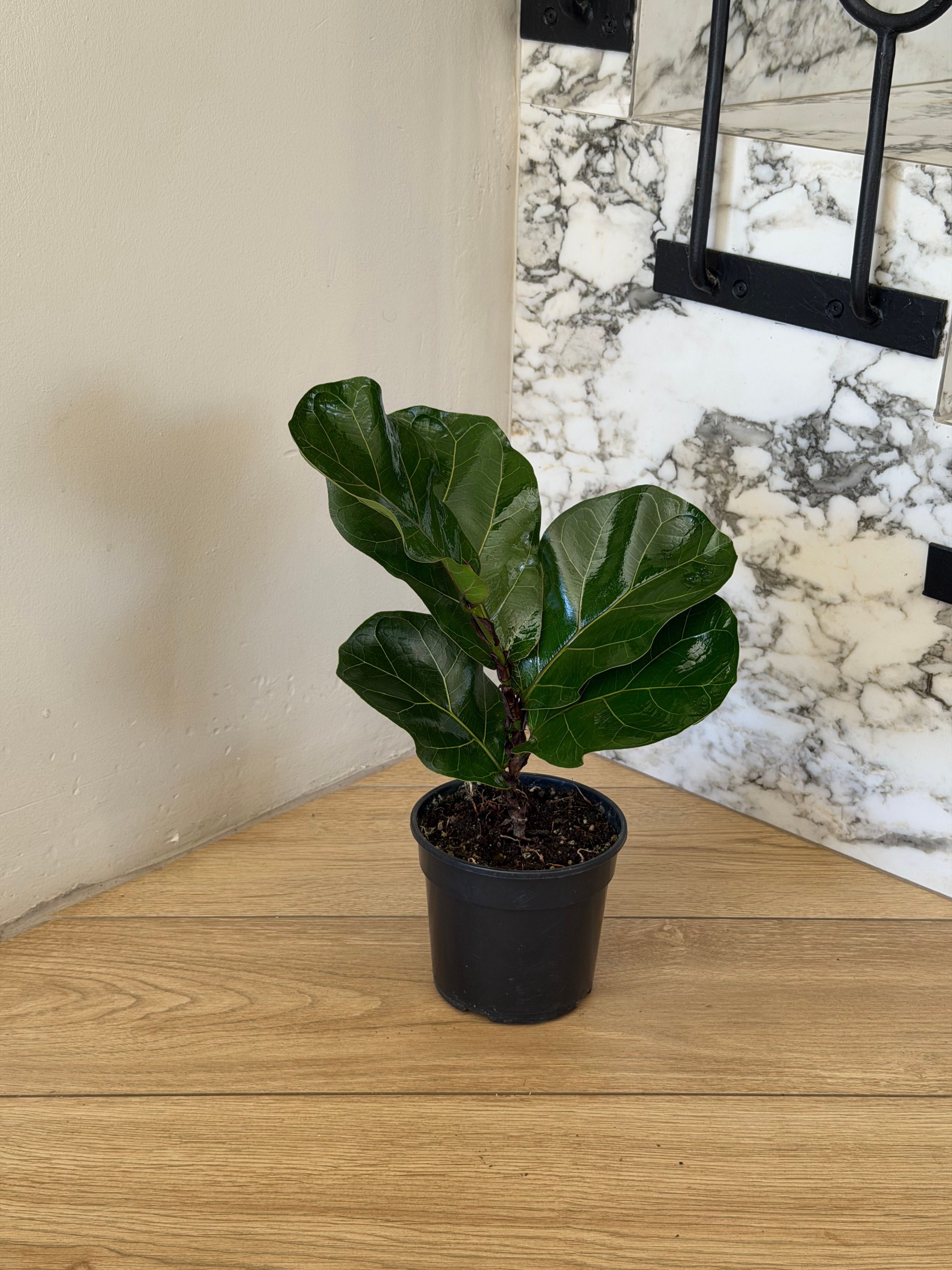 Ficus Elephant