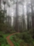 Shaded summer hiking trail through old-growth redwoods at Mt. Madonna County Park South Bay