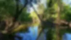 Shaded hiking trail along Coyote Creek with oak trees and riparian corridor in South San Jose