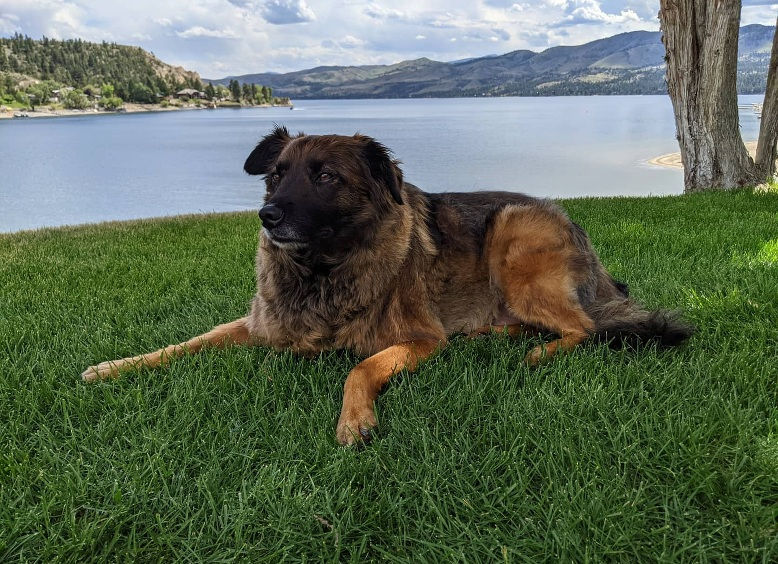 Giving CBD to your dog