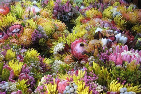 Fynbos: ’n Botaniese juweel