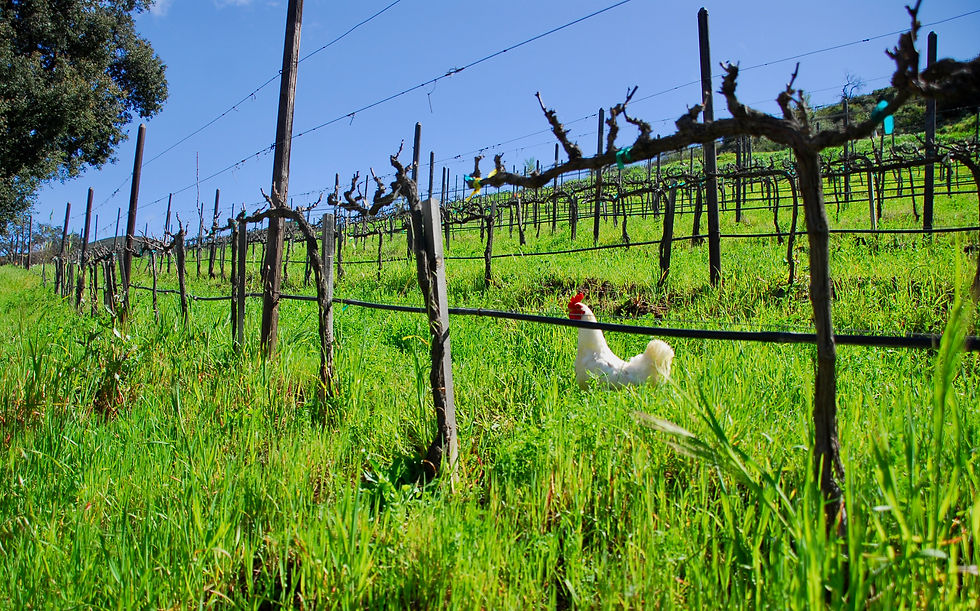 Thumbnail: 2023 Amber - Mina Penélope