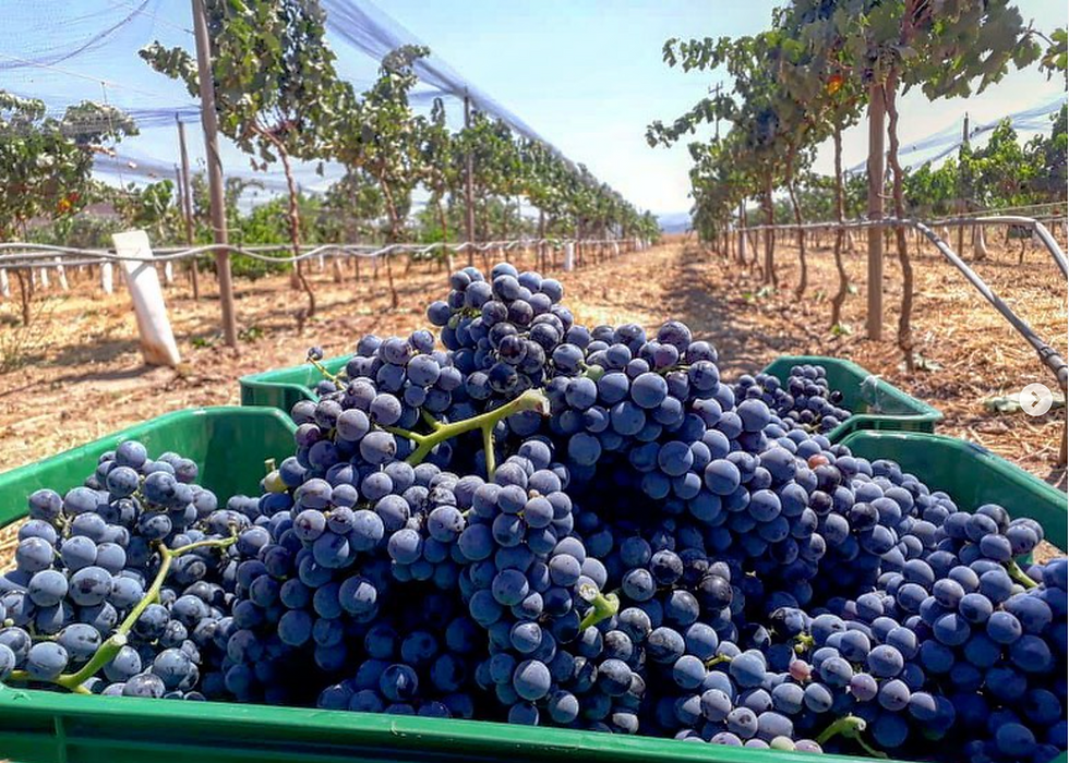 Thumbnail: 2025 Trebbiano - Dominio de las Abejas