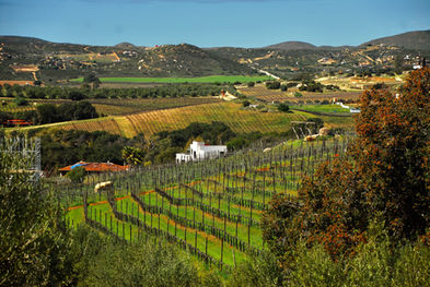 The property is situated in a tight fold immediately after the first ridge blocking the valley from the Pacific.
