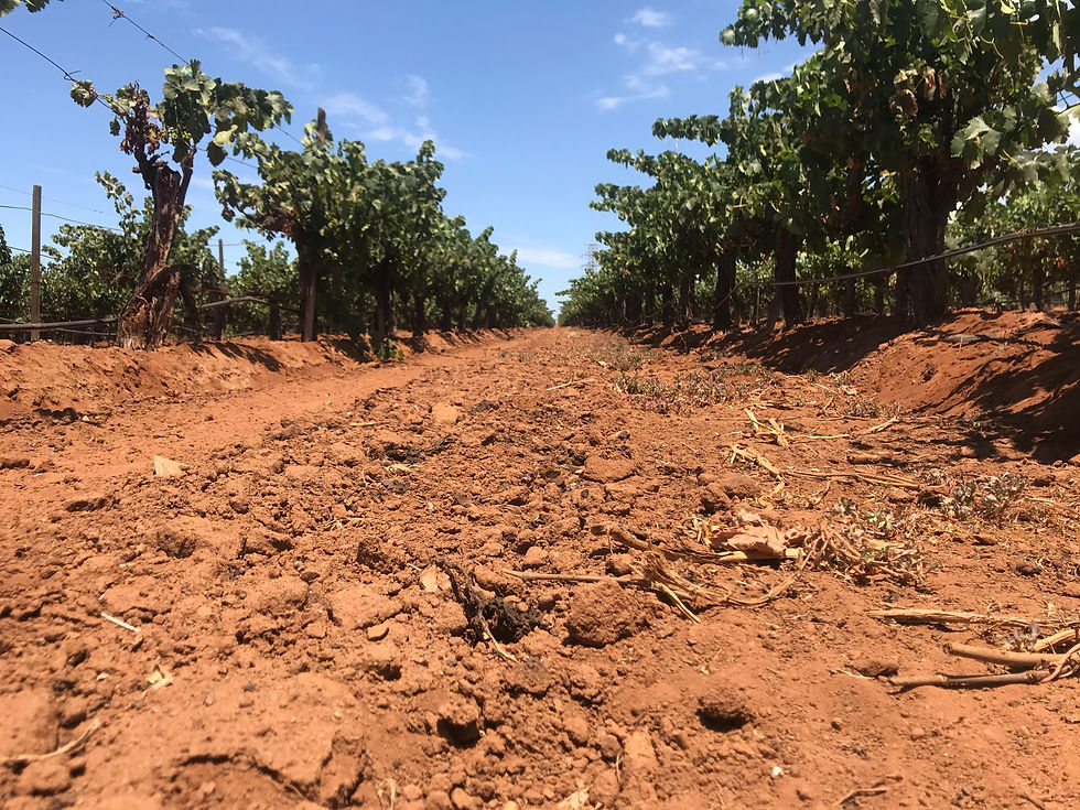 Thumbnail: 2018 Señora Bonita - Vinos Plata